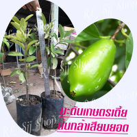 2 ต้น มะดันเกษตรเตี้ย ???ต้นพันธุ์เสียบยอดสูง 40-50 ซม. ปลูกง่าย 1-2 ปีติดผล พร้อมจัดส่ง ผลมีสรรพคุณเยอะ??