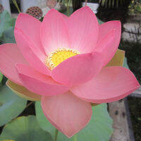 5 เมล็ดพันธุ์ บัว สายพันธุ์ Carolina Queen Lotus สีชมพู นำเข้าจาก อเมริกา เพาะปลูกและเก็บเมล็ดในไทย ขยายพันธุ์ในไทยได้