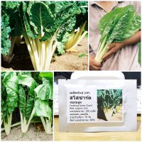 เมล็ดพันธุ์ สวิสชาร์ด ฟอร์ดฮูค (Fordhook Swiss Chard Seed) 100 เมล็ด คุณภาพดี ราคาถูก ของแท้