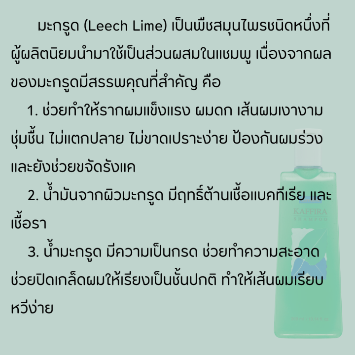 ส่งฟรี-แชมพูมะกูด-มะกูดกิฟฟารีน-สูตรเย็น-กิฟฟารีน-คาฟิร่า-กลิ่นมะกรูด-giffarine-kaffira-shampoo