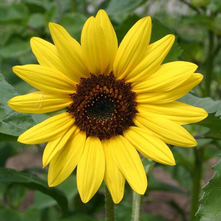 10 Seeds Sunflower Dwarf Gold (Helianthus Annuus) F | Lazada PH