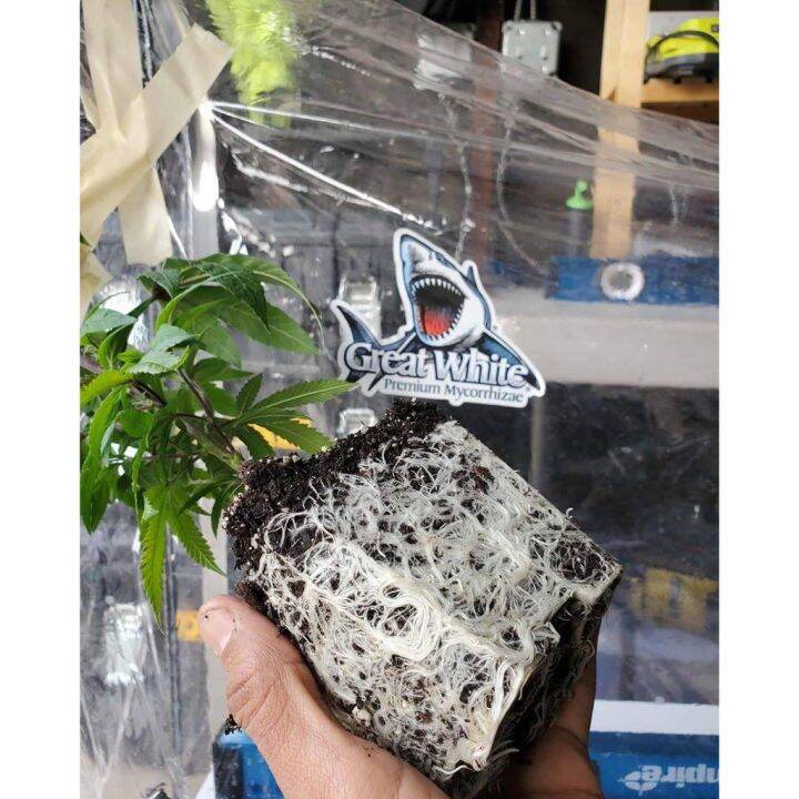 พร้อมส่ง-ลดgreat-white-mycorrhizae-ผงเร่งราก-10-กรัม-ของแท้-100-ระเบิดราก-นำเข้า-usa-เร่งโต-ผงเร่ง-ราก-ต้นไม้-สมุนไพร-แคคตัส-บอนไซ-สินค้าใหม่