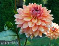 35 เมล็ด เมล็ดพันธุ์ Mystery Dahlia สายพันธุ์ยุโรป ดอกรักเร่ นำเข้าจากอังกฤษ ดอกใหญ่ พร้อมคู่มือปลูก Dahlia seed