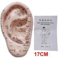 English version Ear acupuncture earpins model model auricular application model ear acupuncture points model 17 cm