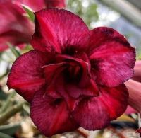 12 เมล็ด เมล็ดพันธุ์ ชวนชม สายพันธุ์ไต้หวัน ดอกสีแดง Adenium seed กุหลาบทะเลทราย Desert Rose ราชินีบอนไซ เปอร์เซ็นต์การงอก 80-90%