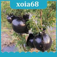 xoia68 Shop Plant Rooting Ball Case Fruit Tree Root Box Planter Cases Grafting Rooting Growing Breeding For Garden Tools Supplies