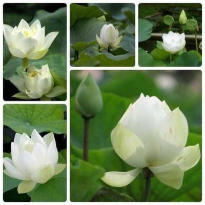 5 เมล็ด เมล็ดบัว ดอกสีขาว ดอกใหญ่ ของแท้ 100% เมล็ดพันธุ์บัวดอกบัว ปลูกบัว เม็ดบัว สวนบัว บัวอ่าง Lotus Seed