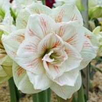 1 หัวว่าน. ว่าน สี่ทิศฮอลแลนด์ Amaryllis Nymph 18-24 ซม สินค้านำเข้า แช่เย็นแล้ว หัวขนาดใหญ่ สินค้าจำนวนจำกัด