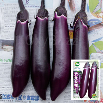 เมล็ดมะเขือยาวม่วงดำ 300เมล็ด ขั้วและผมสีม่วงดำ Eggplant Seeds เมล็ดมะเขือยาวสีม่วง เมล็ดมะเขือยาวสีดำ