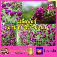 เมล็ดพันธ์ุ ดอกบานไม่รู้โรยสีม่วง จำนวน 30 - 40 เมล็ด ดอกบานไม่รู้โรยสีม่วง เมล็ดดอกไม้ เมล็ดพันธ์ุ