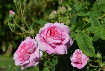 30 เมล็ด เมล็ดพันธุ์ Garden กุหลาบ มอญ สีชมพู pink damask Rose seed ดอกใหญ่ ดอกหอม นำเข้าจากต่างประเทศ พร้อมคู่มือ