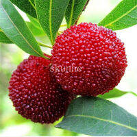 Bayberry fruit family potted balcony garden planting 20pcs/pack