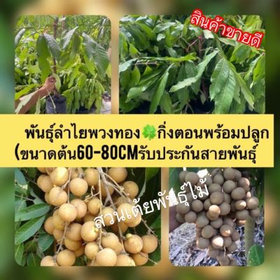 (promotion++) พันธุ์ลำไยพวงทองกิ่งตอนพร้อมปลูก(ขนาดต้น70-90ซมรับประกันสายพันธุ์ สุดคุ้มม ต้นไม้ ฟอก อากาศ กระถาง ต้นไม้ ไม้ ประดับ ต้นไม้ ปลูก ใน บ้าน