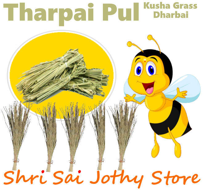 Tharpai Pul Dharbai Kusha Grass for Pooja Tharbai Lazada