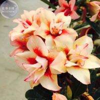 12 เมล็ด เมล็ดพันธุ์ ชวนชม สายพันธุ์ไต้หวัน ดอกสีส้ม โอรส Adenium Seed กุหลาบทะเลทราย Desert Rose ราชินีบอนไซ อัตราการงอกสูง 80-90% มีคู่มือปลูก