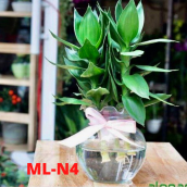 [HCM]Chậu trồng được 3 cây phát tài hồ cá thủy tinh thủy sinh phong thủy để bàn bầu tai bèo size 13x13cm mini fishtank hydroponic ML-N4