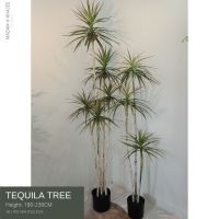 Tequila Tree 180-230 cm.ต้นเตกีล่า เกรดพรีเมี่ยม