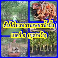 ไผ่บงหวานเพชรน้ำผึ้งเบอร์9 #ไผ่บงหวานเบอร์9 ไผ่หวานกินดิบได้ ต้นพันธุ์ขุดเหง้าสูง 30-50 ซม.รับประกันพันธุ์แท้ 100%