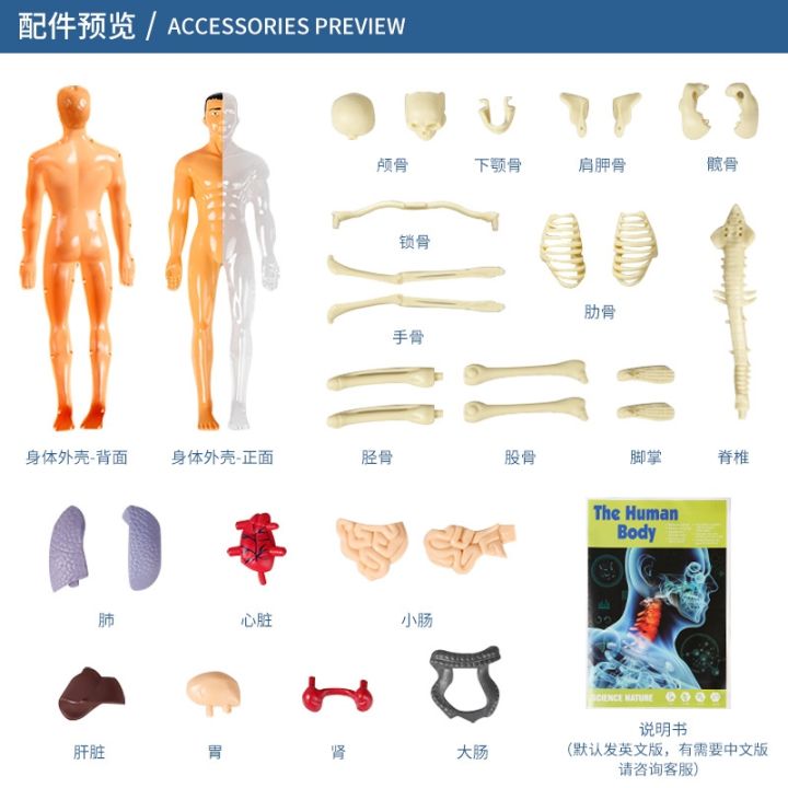 internal-anatomy-structure-model-assembled-simulation-organs-detachable-trunk-skeleton-structure-childrens-educational-toys