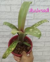 สับปะรดสี Billbergia (จุดด่าง)  รูปแบบจำหน่ายแบบถอดกระถาง