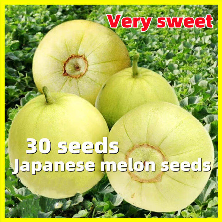 Japanese Melon Seeds 30 Seeds Rare Honey Melon Fruit Plants Seeds