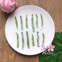 ใบเฟิร์น พวงองุ่น Fern Leaves ดอกไม้ทับ ดอกไม้แห้ง ดอกไม้ทับแห้ง เรซิ่น resin sakuraresin