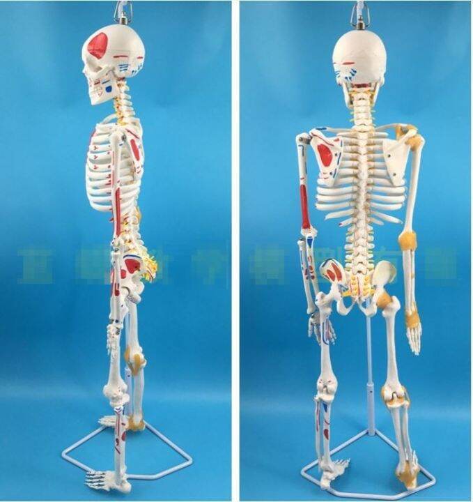 small-white-skeleton-model-of-human-body-medical-skeleton-skeleton-spine-85-cm-disc-ligament-with-neuromuscular-staining