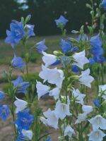 Plant Seeds เมล็ดพันธุ์ Campanula persicifolia peach bellflower 200 เมล็ด Plant Seeds เมล็ดพันธุ์นำเข้าจาก อังกฤษ