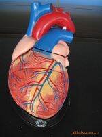 Cardiac anatomic model 4 times (enlarge) heart model anatomical model