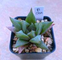 Haworthia Cymbiformis ‘Navari’ นาวาริ A059