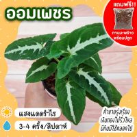 ออมเพชร ต้นออมเพชร กระถาง 3 นิ้ว [แถมกาบมะพร้าวพร้อมปลูก] Syngonium Podophyllum Wendlandii ออมประกายเพชร ต้นไม้นำโชค ต้นไม้ฟอกอากาศ