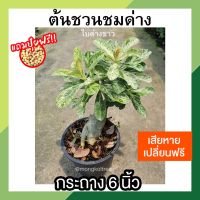 **แถมปุ๋ยฟรี** ต้นชวนชมด่างใบด่างขาว กระถาง 6 นิ้ว Adenium ไม้มงคล ต้นสวยงามมาก เลี้ยงง่าย