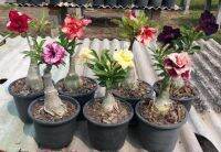 11 เมล็ด เมล็ดพันธุ์ Home Seed  ชวนชม สายพันธุ์ฮอลแลนด์ คละสี Adenium Seeds กุหลาบทะเลทราย Desert Rose ราชินีบอนไซ อัตรางอกสูง 80-90% มีคู่มือปลูก