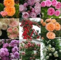 30 เมล็ด เมล็ดพันธุ์ กุหลาบ Climbing Rose Rosa Multiflora Rose Seeds ดอกใหญ่ นำเข้าจากต่างประเทศ พร้อมคู่มือ เมล็ดสด ใหม่