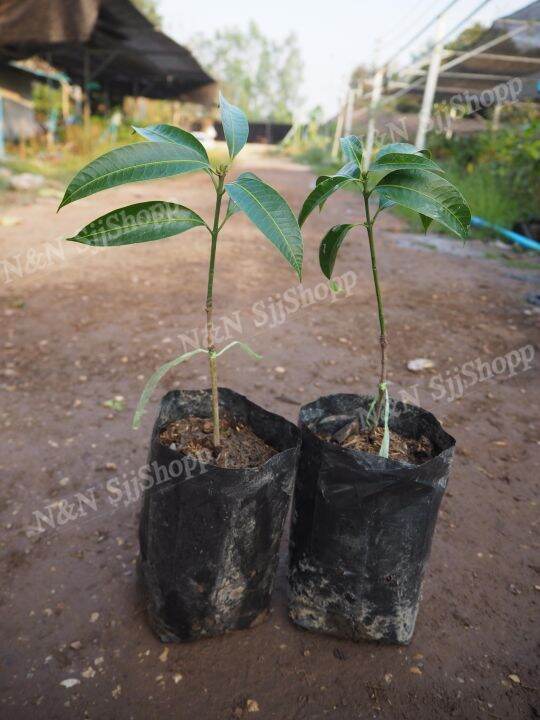 มะปรางสุวรรณบาตร-1-ต้น-เป็นต้นเสียบยอดสูงประมาณ-35-40-ซม-ผลใหญ่-หวานกรอบ-มีต้นพันธุ์พร้อมส่ง