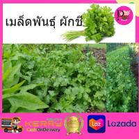 เมล็ดพันธ์ุผักชี ขนาด 1110 เมล็ด เมล็ดผักชี เมล็ดพันธ์ุผัก ผักสวนครัว