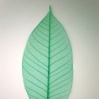 โครงใบไม้ ใบยาง สี Green Leaf (Standard Rubber Skeleton Leaves)