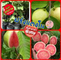 ?Sale ราคาถูกที่สุด?ฝรั่งแตงโม(ไม้ทาบกิ่ง)เป็นฝรั่งสายพันธุ์ที่ผลมีลักษณะทรงกลม ทรงไข่ หรือทรงรี (1ต้น/แพ็ค)