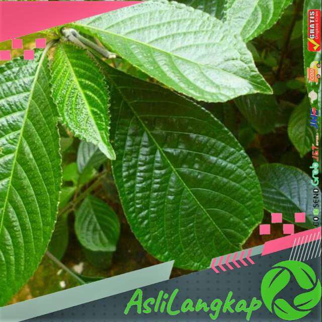 Daun Keji Beling/ Pecah Beling 100gram Segar | Lazada Indonesia