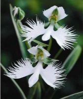 20 เมล็ดกล้วยไม้ Japanese Radiata Seeds White Egret Orchid Seeds กล้วยไม้นกกระยางขาว อัตราการงอก 80-85%