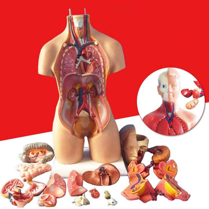 Ứng dụng Anatomy Learning  3D Anatomy Atlas Giải phẫu Người 3D  Link tải  free cách sử dụng