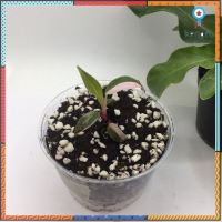 ต้นพิงค์ปริ้นเซส Premium️คัดชมพูแบบจัดเต็ม (Philodendron Pink Princess) ต้นไม้ฟิโลเดนดรอน ต้นไม้ฟอกอากาศ ฟรีค่าจัดส่ง!! flashsale ลดกระหน่ำ