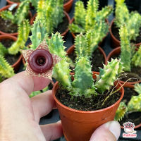 PROMOTION เก๋งจีนด่าง Huernia zebrina f. variegata แคคตัส เพชร cactus&amp;succulent HOT ต้นไม้ ฟอก อากาศ กระถาง ต้นไม้ ไม้ ประดับ ต้นไม้ ปลูก ใน บ้าน