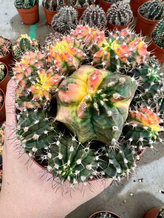 caimd-กระบองเพชร-แคคตัส-cacuts-gymnocalycium-multicolor-variegated-ยิมโนคาไลเซียม-มัลติโคเลอร์-ยิมโนเรนโบว์-ยิมโน7ส