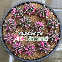 หน่อเด็ดสด❗️เหมาะทำแม่พันธุ์❗️?? PinkDiamond ? ? แคคตัสสีหวาน