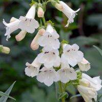 เมล็ดพันธุ์ เพนสตีมอน penstemon gentianoides beardtongue 200 เมล็ด เมล็ดพันธุ์นำเข้าจาก อังกฤษ