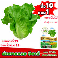 (ซื้อ10แถม1 ฟรีคู่มือ) เมล็ดพันธุ์ ผักกาดหอม อิตาลี ITALIAN LETTUCE (0.7 กรัม 700 เมล็ด) ทำมะชาดฟาร์ม  ผักสลัด เมล็ดพันธุ์สลัด เมล็ดสลัด เม็ดผักสลัด