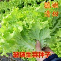 Glass lettuce butter raw salad vegetables green balcony garden high yield