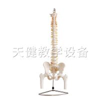 TJ - 126 natural big spinal cord with the human body vertebra pelvis and half his leg model with pelvic bone in his leg teaching model