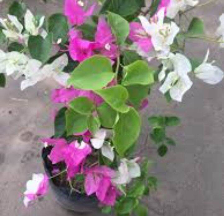 Mr.Mrs Bougainvillea | Lazada PH